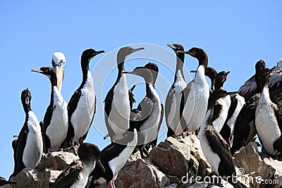 Penguins on rocks