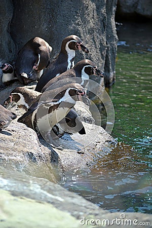 Penguins on rocks by water