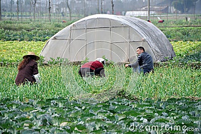 Pengzhou, China: Family Working in Field