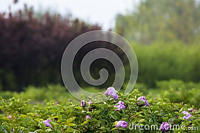 Peony flower