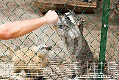 People feeding the raccoon