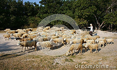 People graze herd of sheep