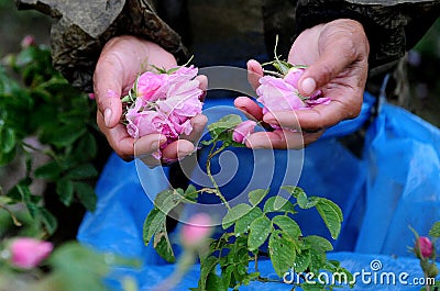 People picking roses for perfumes
