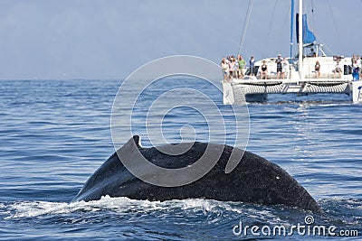People watching a whale from catamaran boat in background