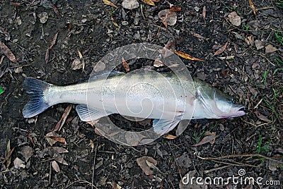 Perch fish on the ground