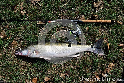 Perch fish near the rod