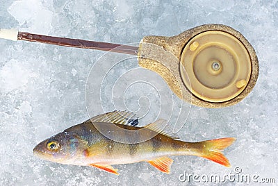 Perch fish with rod