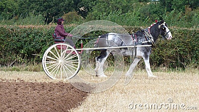 Percheron Horse at a Working Day Country Show in England