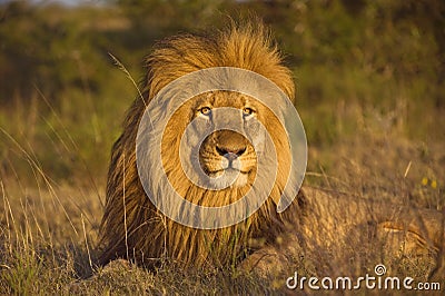 Perfect Lion Head