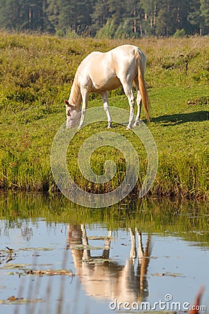 Perlino akhal-teke horse grazing near the water