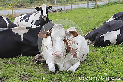 Perplexed Dairy Cow