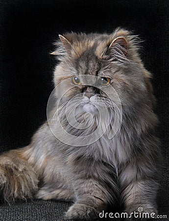 Persian cat