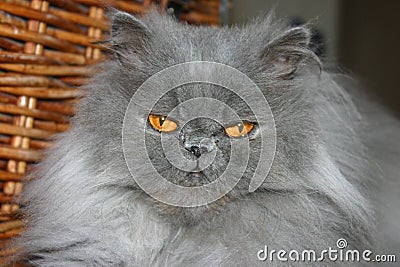 Persian Cat