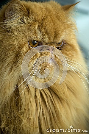 Persian cat