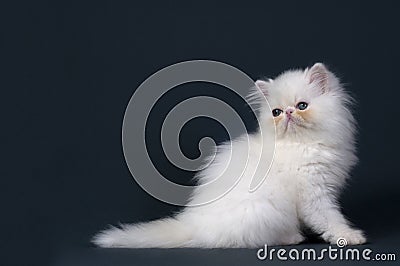 Persian cat