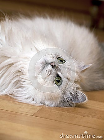 Persian cat lying