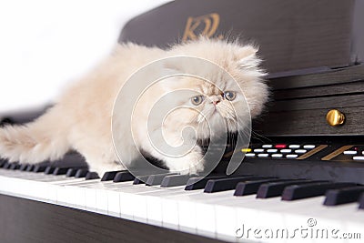 Persian cat on a piano