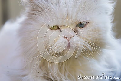 Persian cat