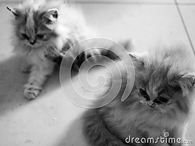 Persian cat portrait in black and white