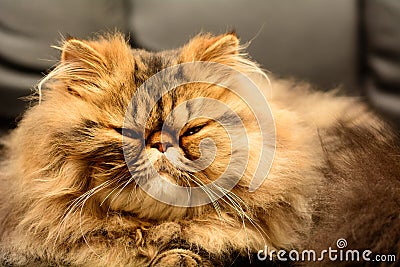 Persian cat