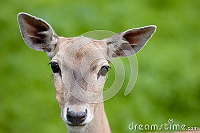 persian-fallow-deer-doe-14904259.jpg