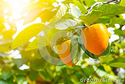 Persimmon tree with fruit