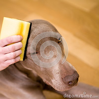 Person washing a dog