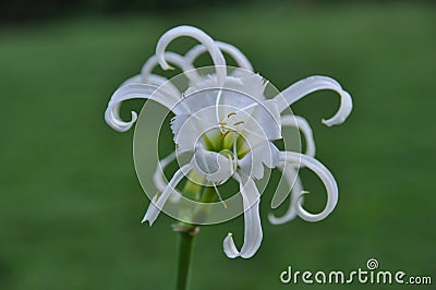 Peruvian Daffodils