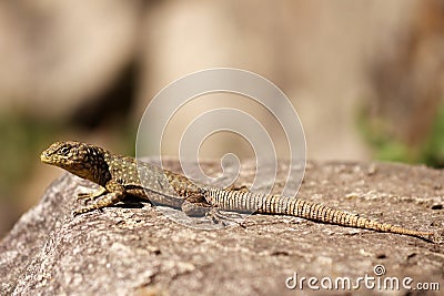 Peruvian lizard
