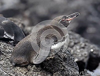 Peruvian penguin 3