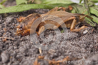Pest Control - Southern Mole Cricket