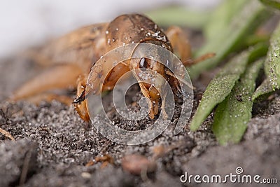 Pest Control - Southern Mole Cricket