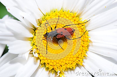 Pest on a Daisy Flower