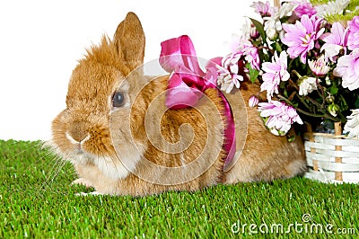 Pet brown rabbit with pink bow.