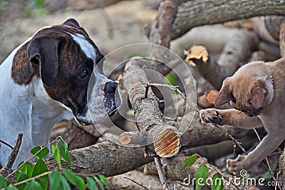 Pet dog & cat together outdoors playing