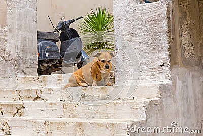 Pet dog at the entrance to the house