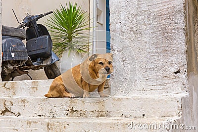 Pet dog at the entrance to the house