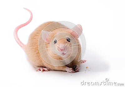 Mouse Avatar