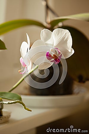 Phalaenopsis. White orchid flower indoor.