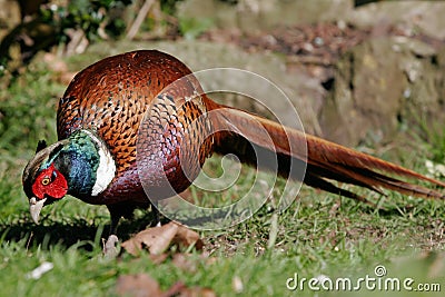 Pheasant Male Pecking In Grass With Long Ta