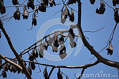 Philippines fruit bats