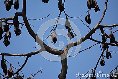 Philippines fruit bats