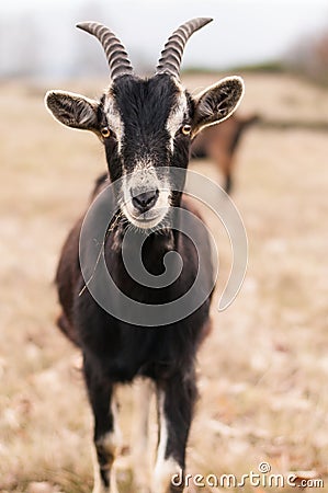 Photo goats