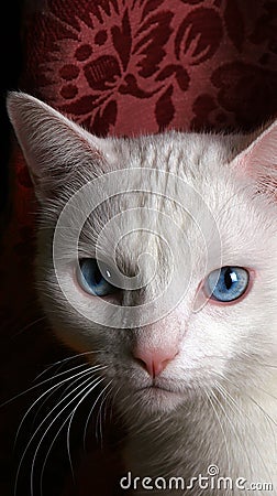 Photo of Face of White Cat with Blue Eyes