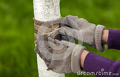 Photo of hands in gloves tying healing band around tree
