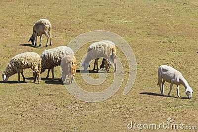 A photo of a herd of sheep