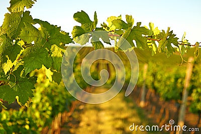 Photo vine leaves in the background view on vineyard