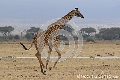 Photo of a Wild Giraffe in Africa