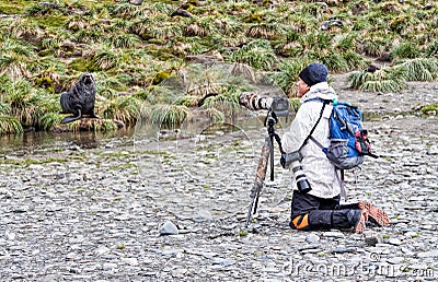 Photographer and fur seals