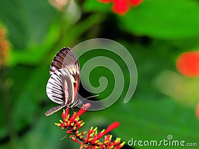 Piano Key butterfly on candy corn flowers